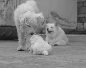 Close-up of dogs sitting outdoors