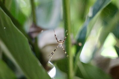 Close-up of spider on web