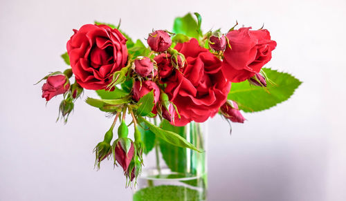 Close-up of red roses blooming outdoors