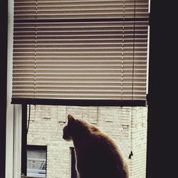 Cat looking through window