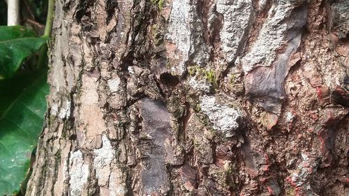 Close-up of tree trunk