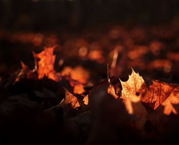 Close-up of autumn leaves on wood