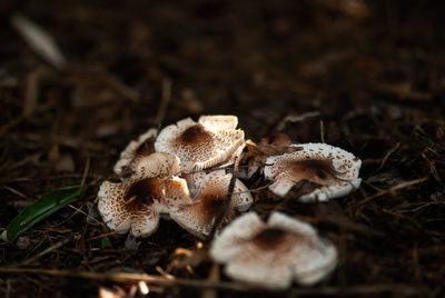 Close-up of mushrooms growing on field