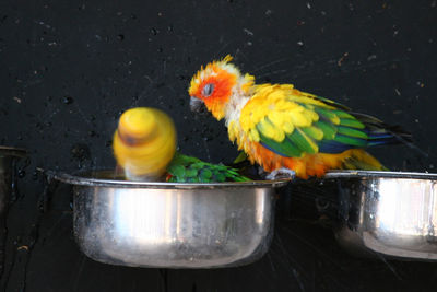 Close-up of yellow bird in water