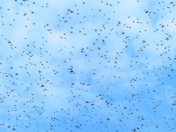 Low angle view of birds flying in sky