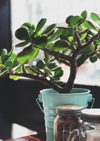 Close-up of potted plant on table