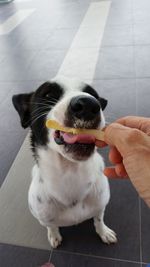 High angle portrait of dog