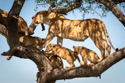 Lioness stands with four cubs in tree