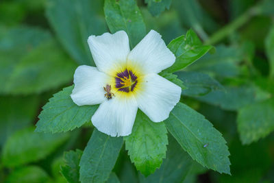 Close-up of white flowering plant