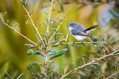 Close-up of bird perching on branch