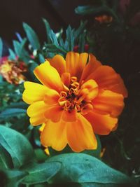 Close-up of bee on yellow flower