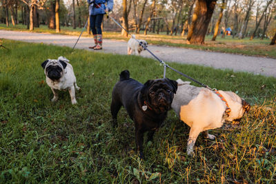 Dog walking. professional dog walker walking dogs in autumn sunset park. walking the pack array 