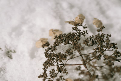 Snow on plant against sky