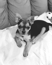 Portrait of dog resting on bed at home
