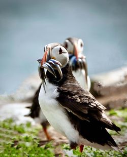 Close-up of bird