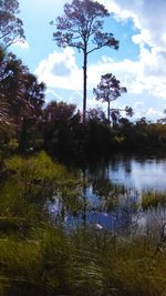 Reflection of trees in lake