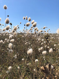 Close-up of white flowering plants on field against clear sky