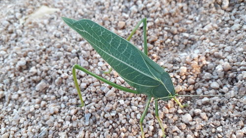 High angle view of plant growing on land