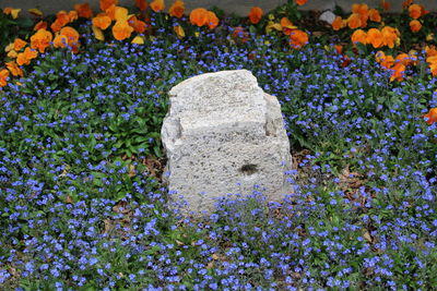 Close-up high angle view of flowers