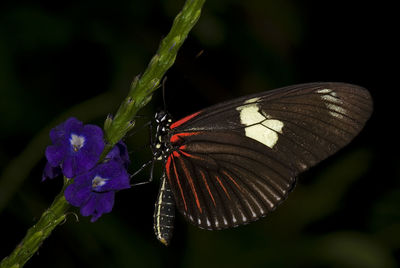 Close-up of butterfly pollinating on purple flower