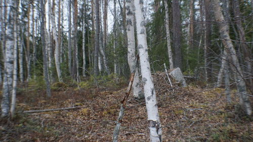 Pine trees in forest