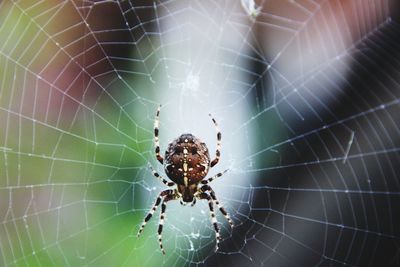 Close-up of spider on web