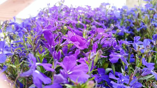 Close-up of purple flowers