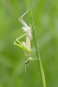 Close-up of insect on leaf