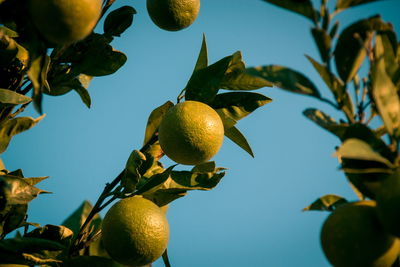 Wild lemons growing outdoors on tree