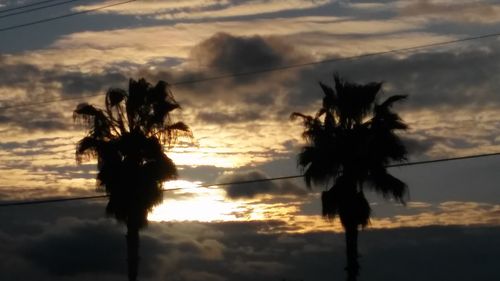 Low angle view of palm trees against cloudy sky