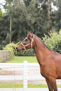 Horse standing on field