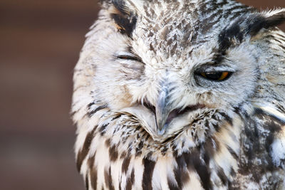 Close-up of owl