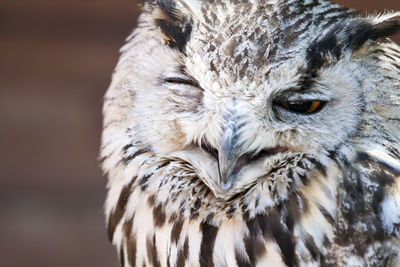 Close-up of the head of a sleepy owl