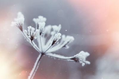 Close-up of frozen plant