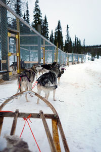 Dogs walking on snow field