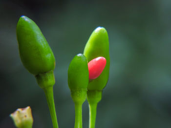 Close-up of plants