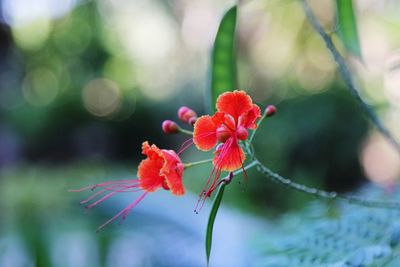 Close-up of red flowering plant