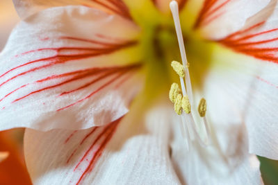 Close-up of hibiscus
