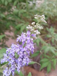 Close-up of purple flowers