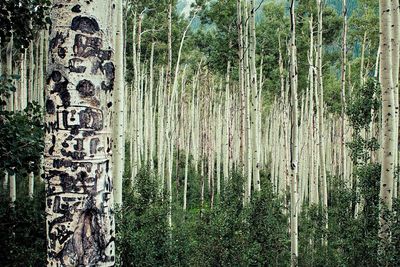 Close-up of bamboo tree trunk in forest