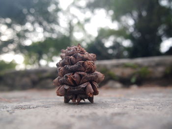 Close-up of pine cone on concrete slab