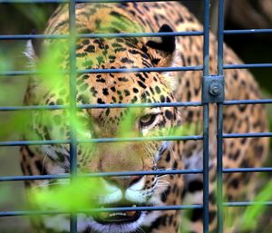 Portrait of cat seen through metal fence at zoo