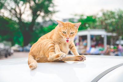 Portrait of cat sitting on car roof