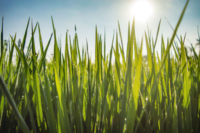 Close-up of crops growing on field against bright sky