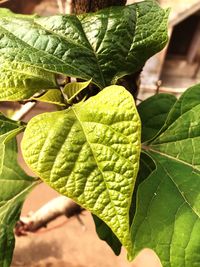 Close-up of fresh green leaf