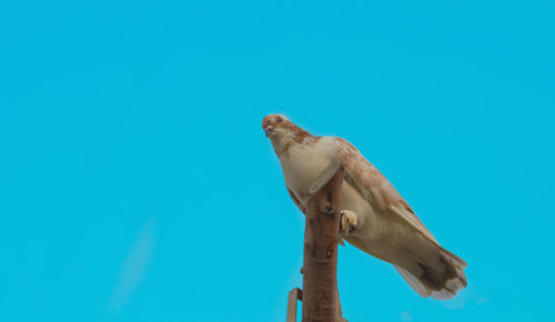 Low angle view of bird perching on blue sky