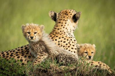 Cheetah family sitting on land