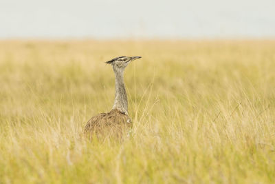 Bird on grass against sky