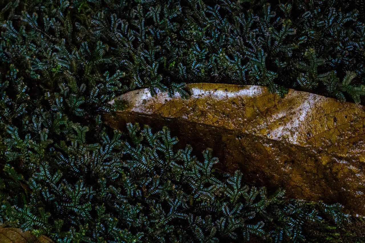 HIGH ANGLE VIEW OF AN ANIMAL ON SEA