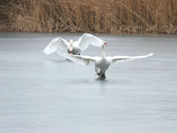 Two birds flying over the lake